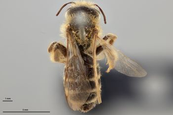Media type: image;   Entomology 772898 Aspect: habitus dorsal view